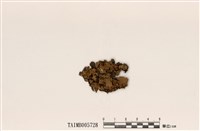 藏品(樹花科)的圖片